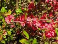 pink flower tendril.jpg